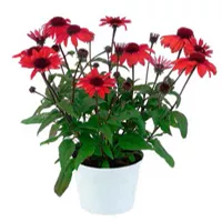 Echinacea purpurea