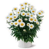 Leucanthemum x superbum