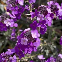 Dark Lavender van Grunewald Jonge Planten