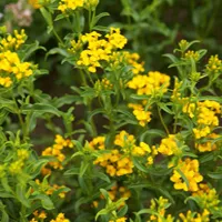 Tagetes lucida