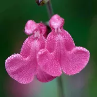 Salvia microphylla