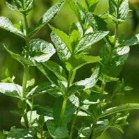 Mentha nemarosa