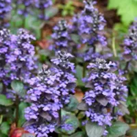 Ajuga reptans