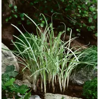 Tulbaghia violaceae